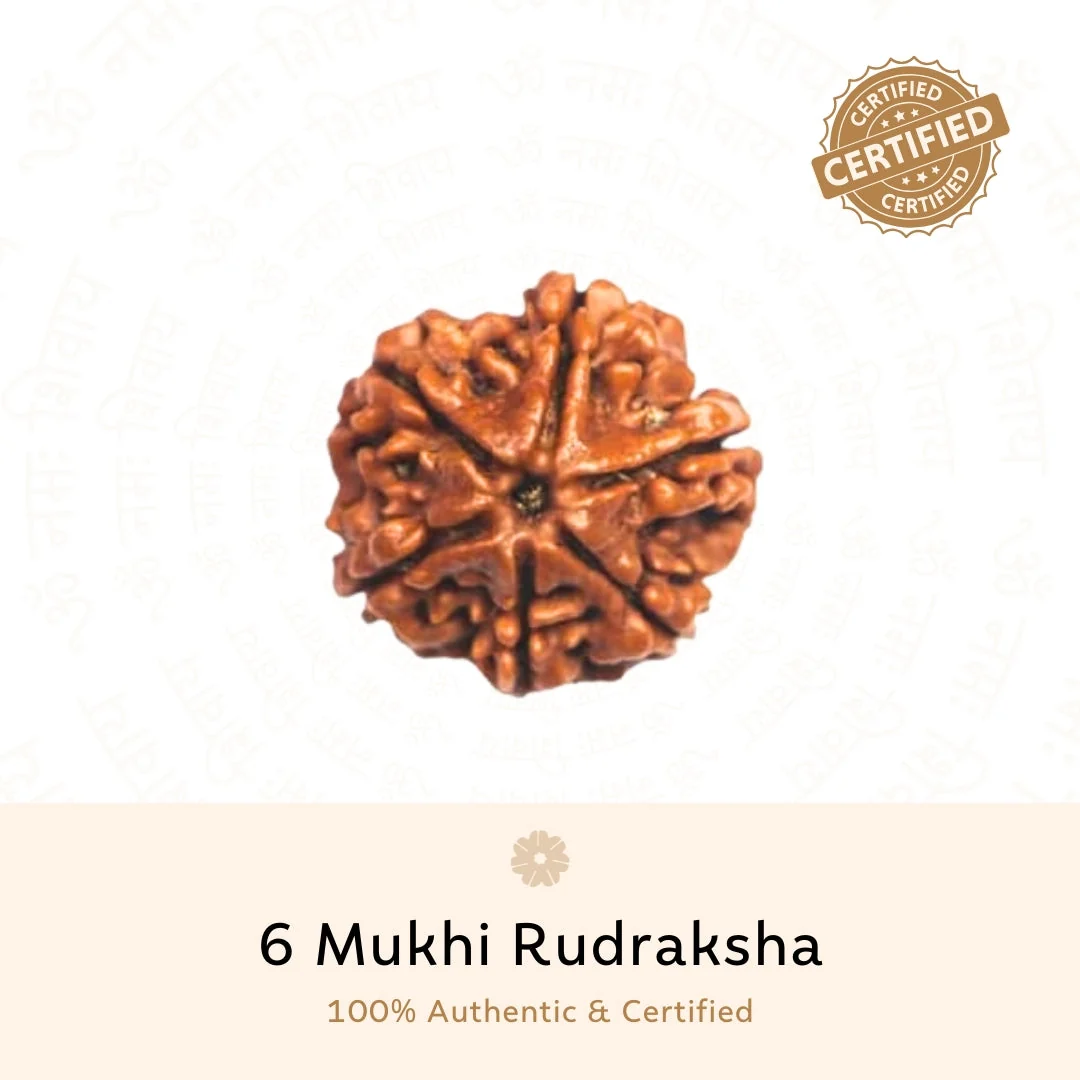 Original 6 Mukhi Rudraksha bead