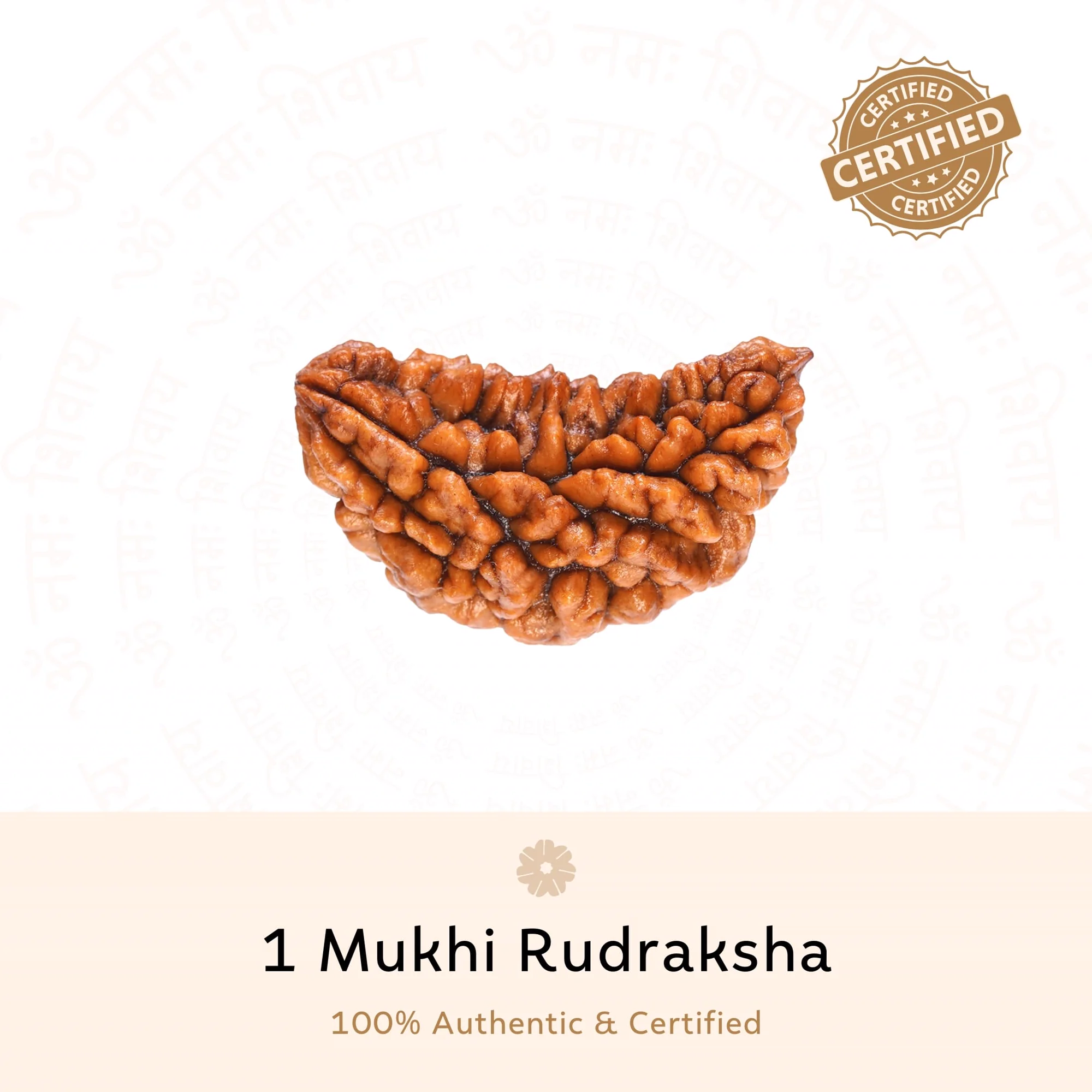 Original 1 Mukhi Rudraksha bead