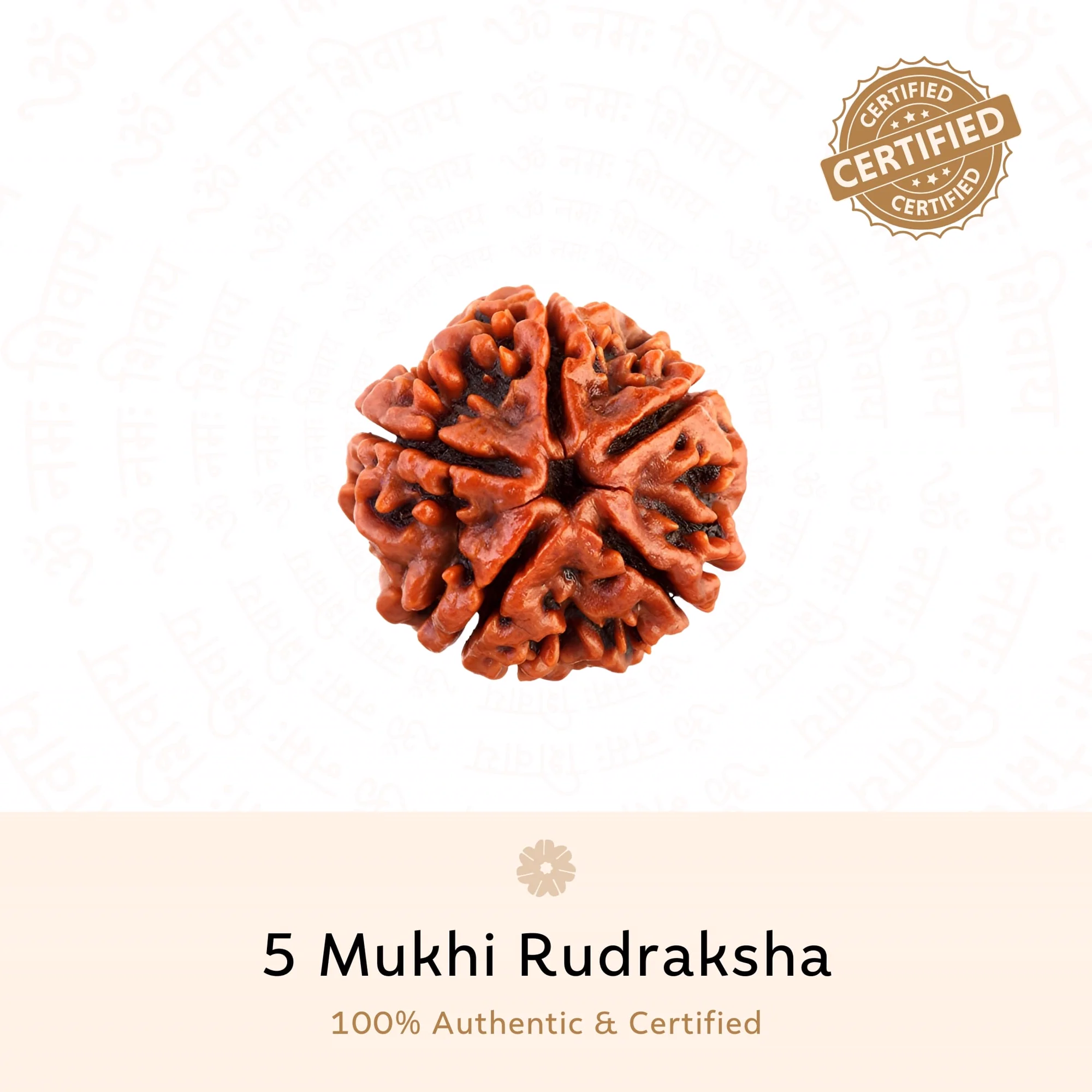 Original 5 Mukhi Rudraksha bead