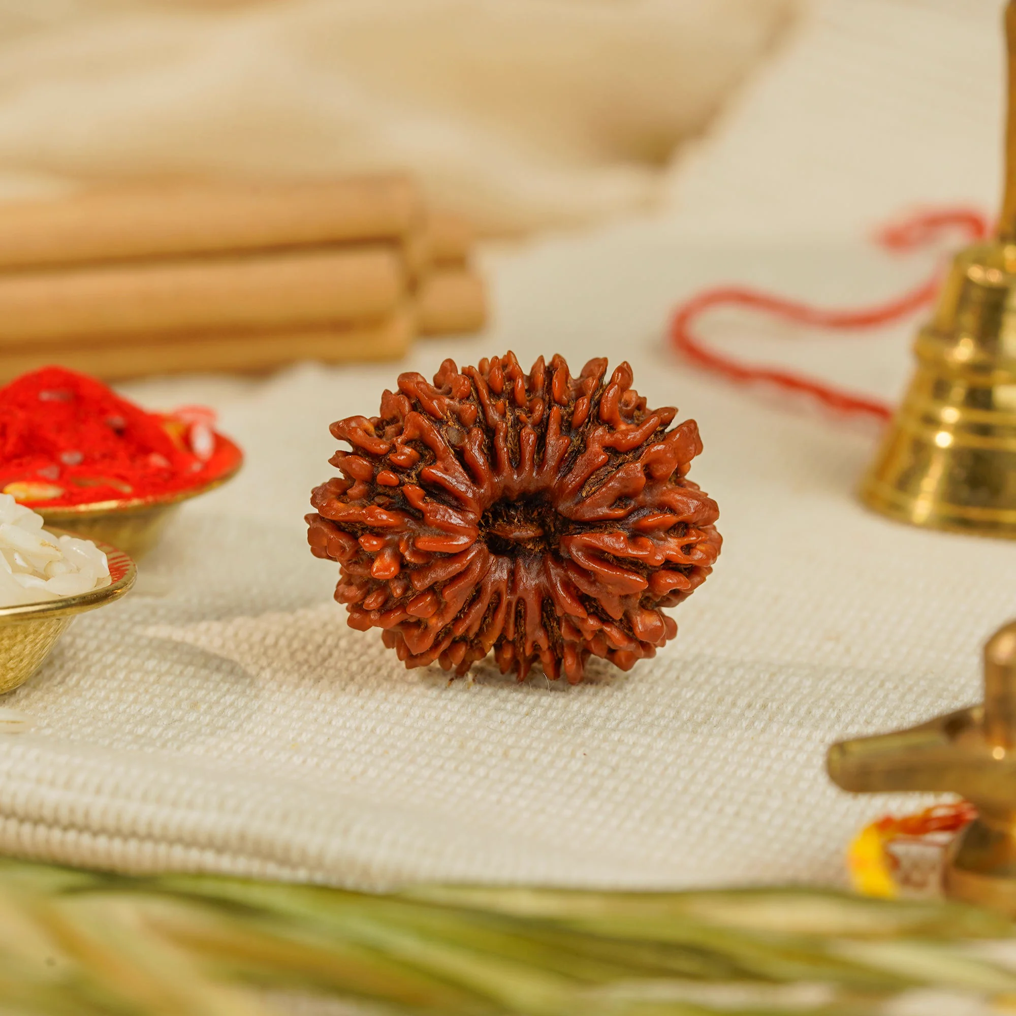 15 Mukhi Rudraksha – Original Nepali Collector Bead
