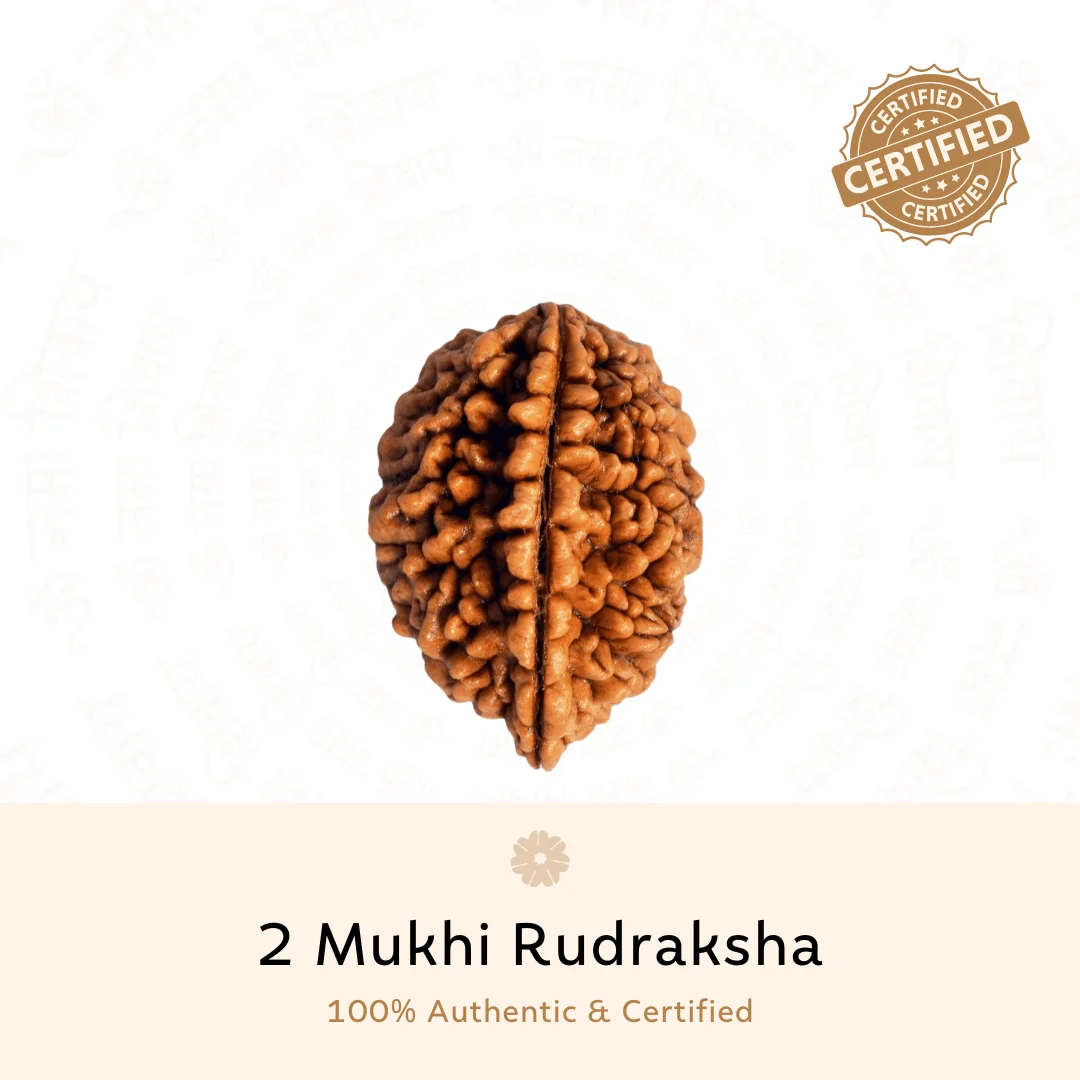Original 2 Mukhi Rudraksha bead