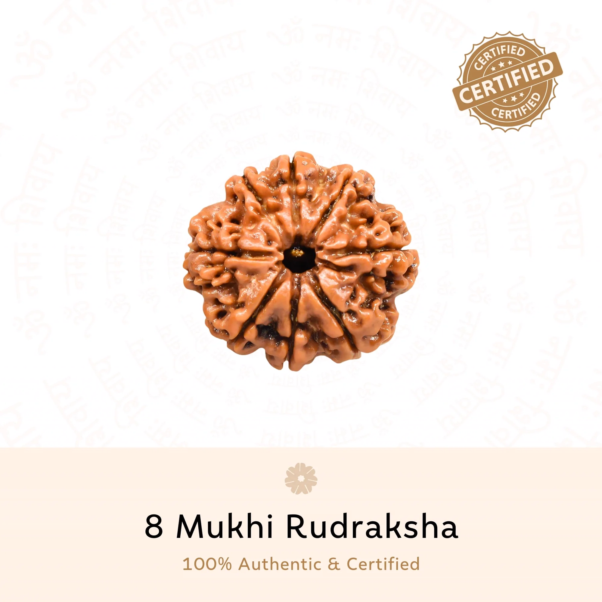 Original 8 Mukhi Rudraksha bead