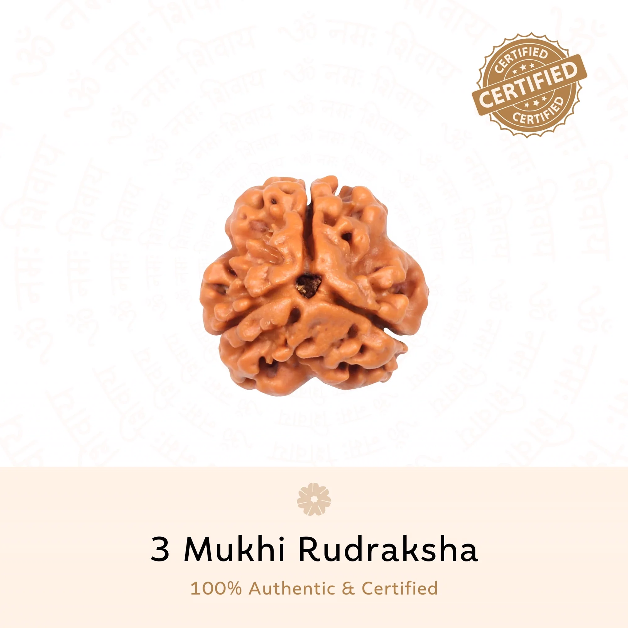 Original 3 Mukhi Rudraksha bead
