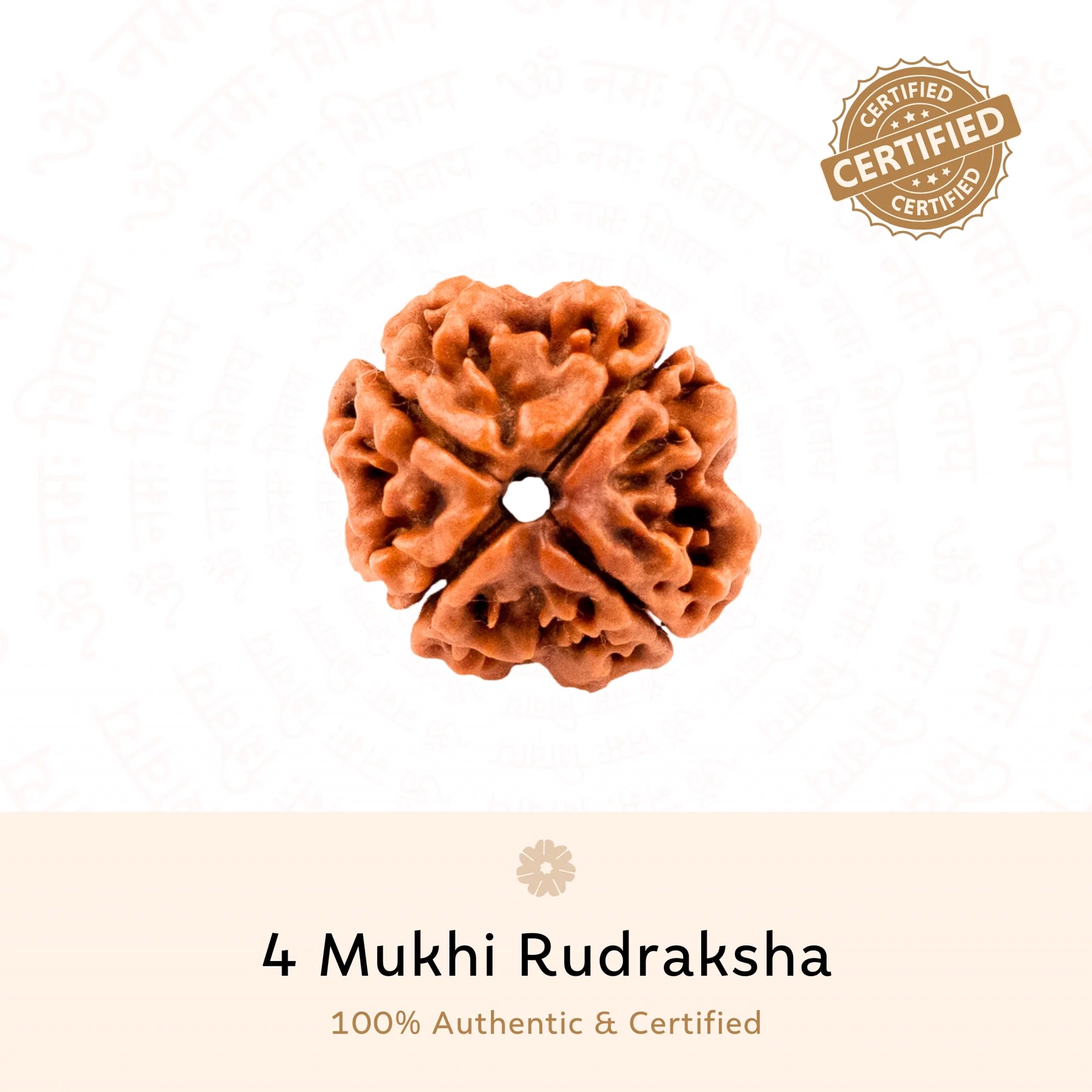 Original 4 Mukhi Rudraksha bead
