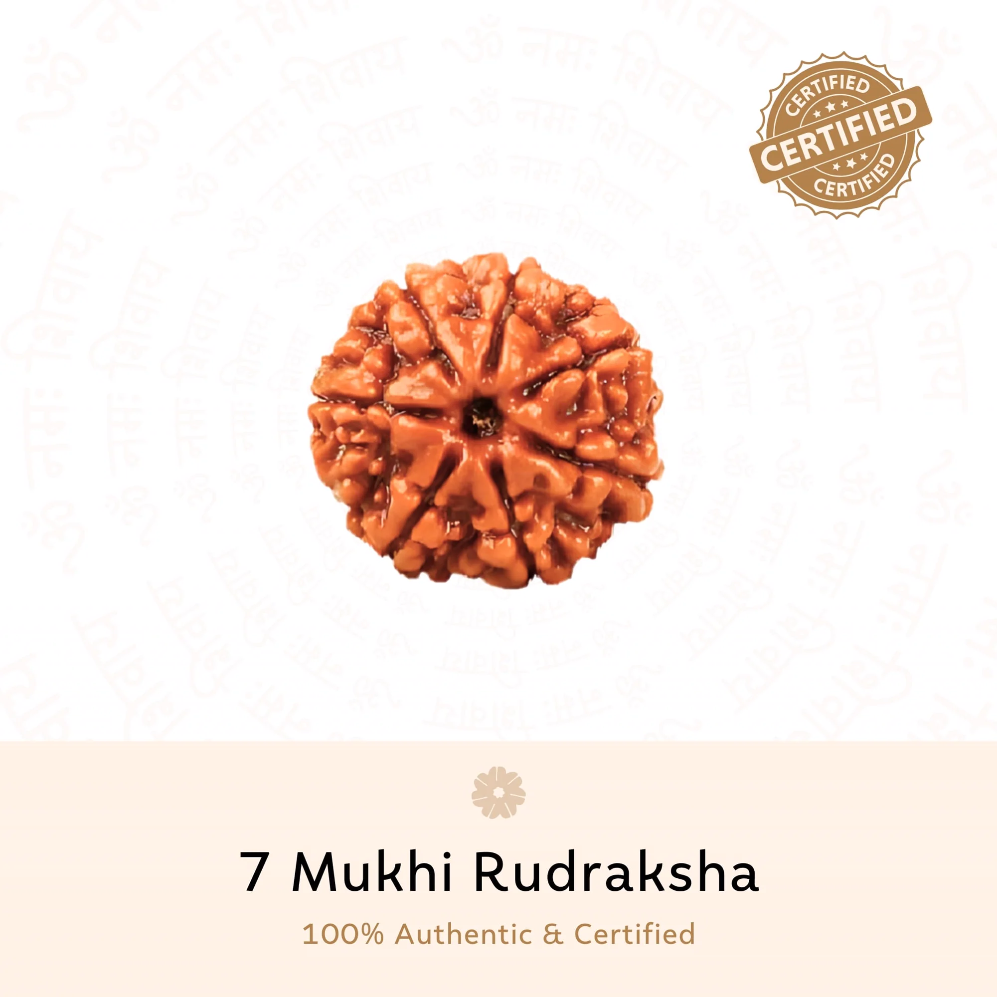 Original 7 Mukhi Rudraksha bead